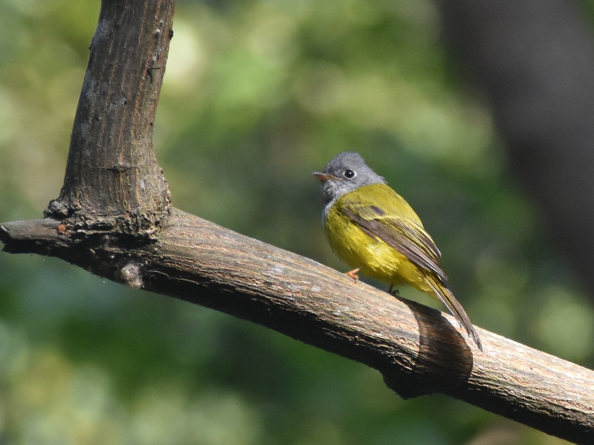 Gray-headed Canary-Flycatcher - ML646402050