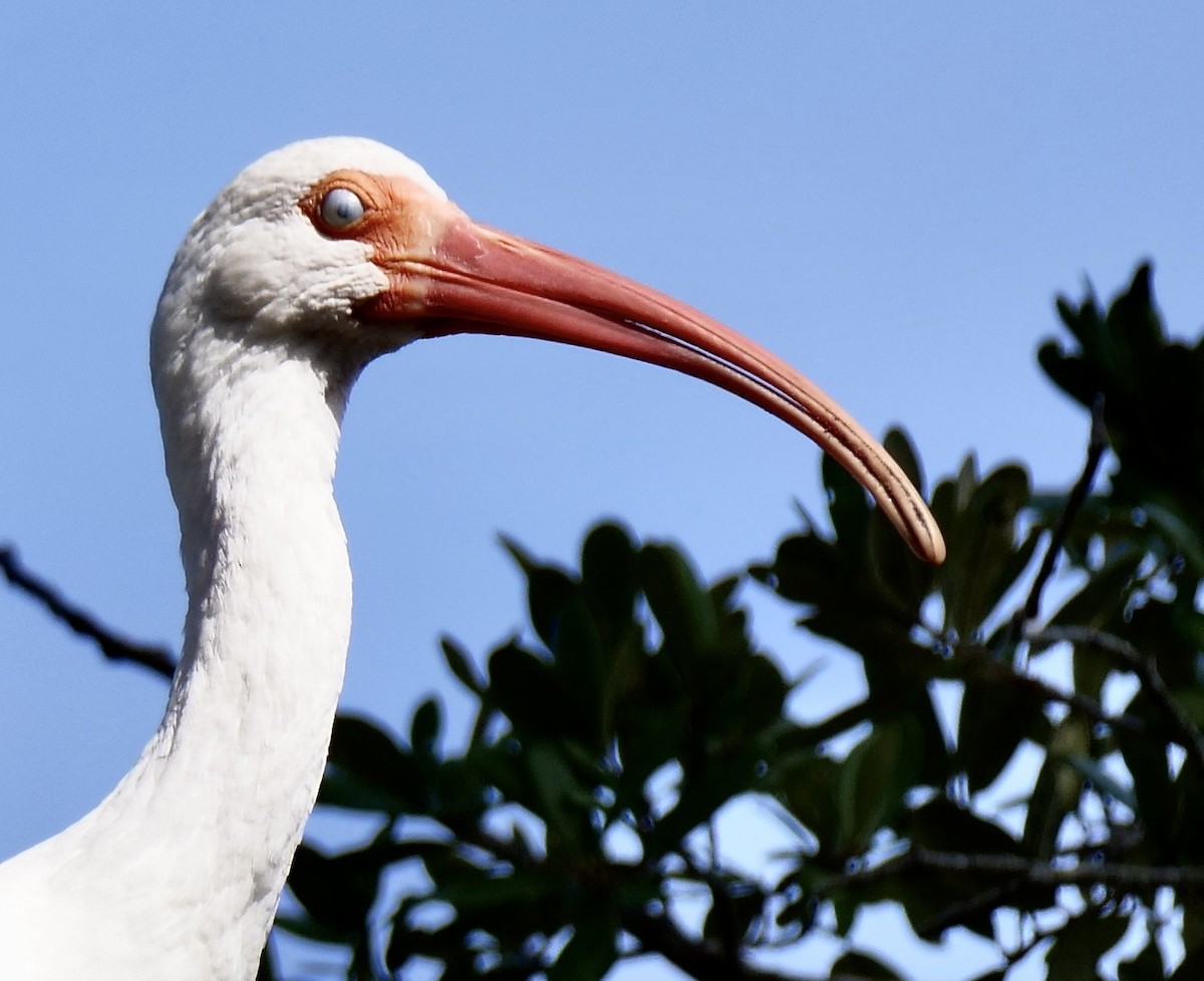 White Ibis - ML646402052