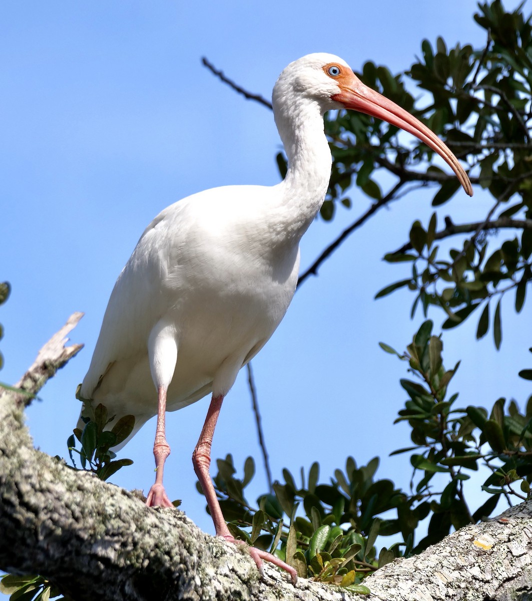 White Ibis - ML646402053