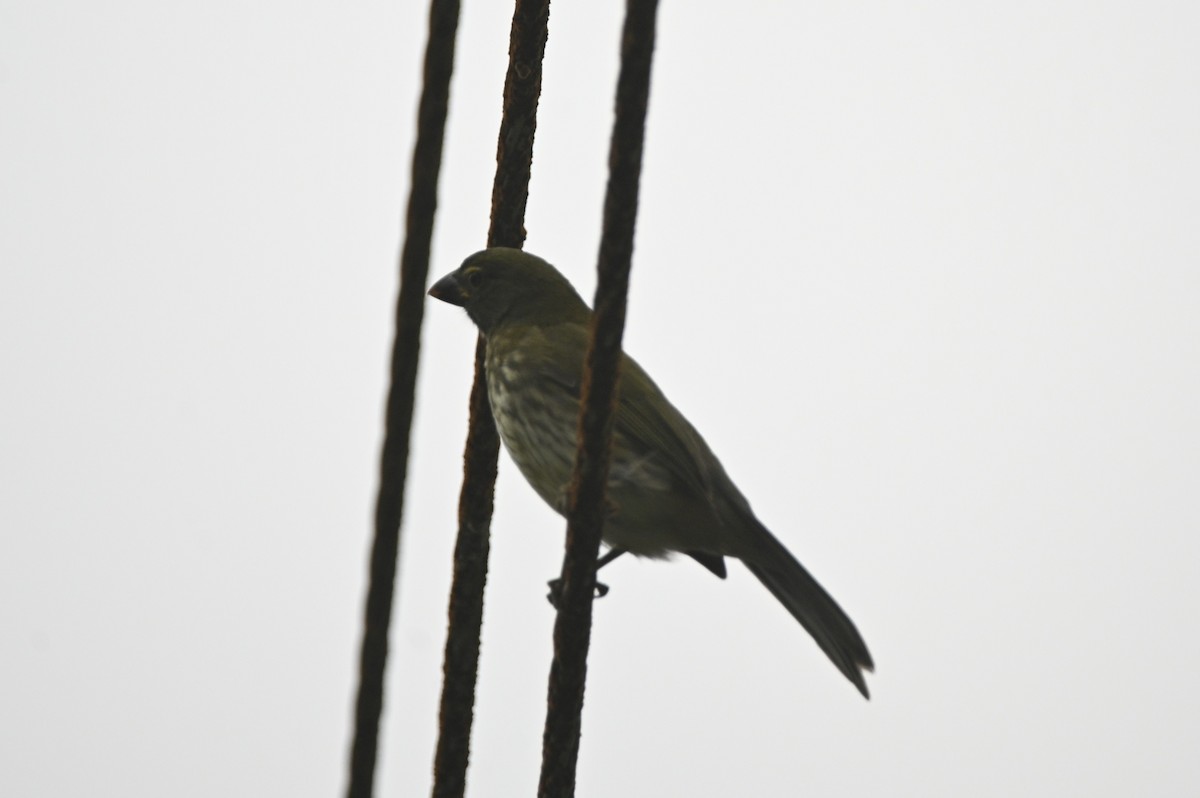 Streaked Saltator - ML646402054