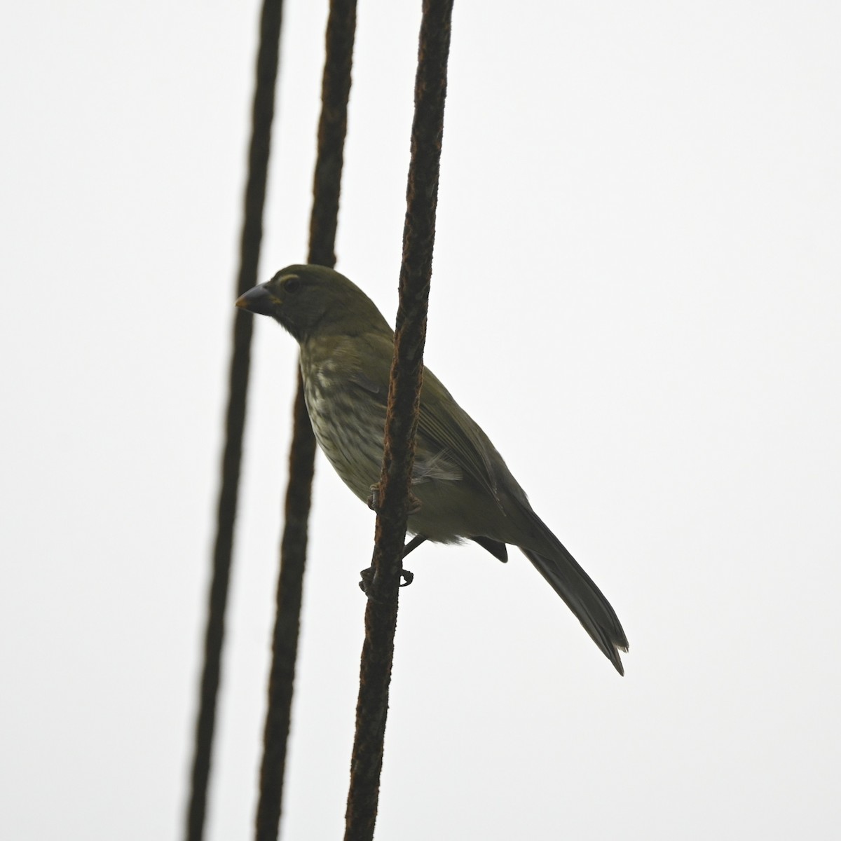 Streaked Saltator - ML646402055