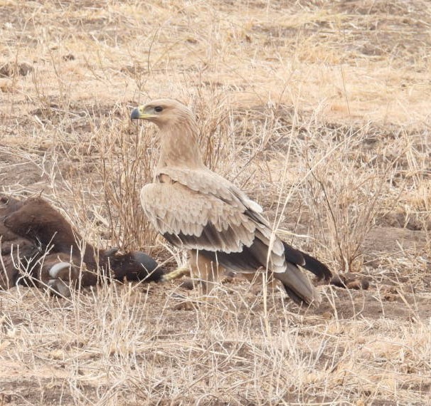 Tawny Eagle - ML646402056