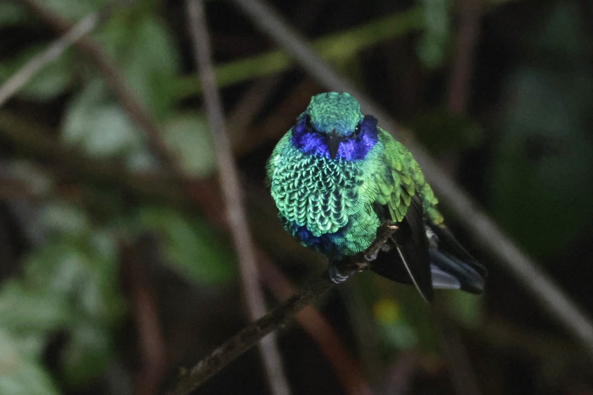 Sparkling Violetear - ML646402057