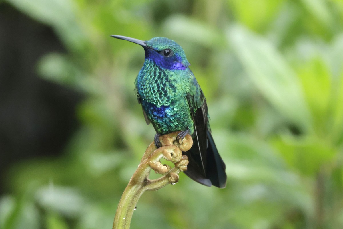 Sparkling Violetear - ML646402058