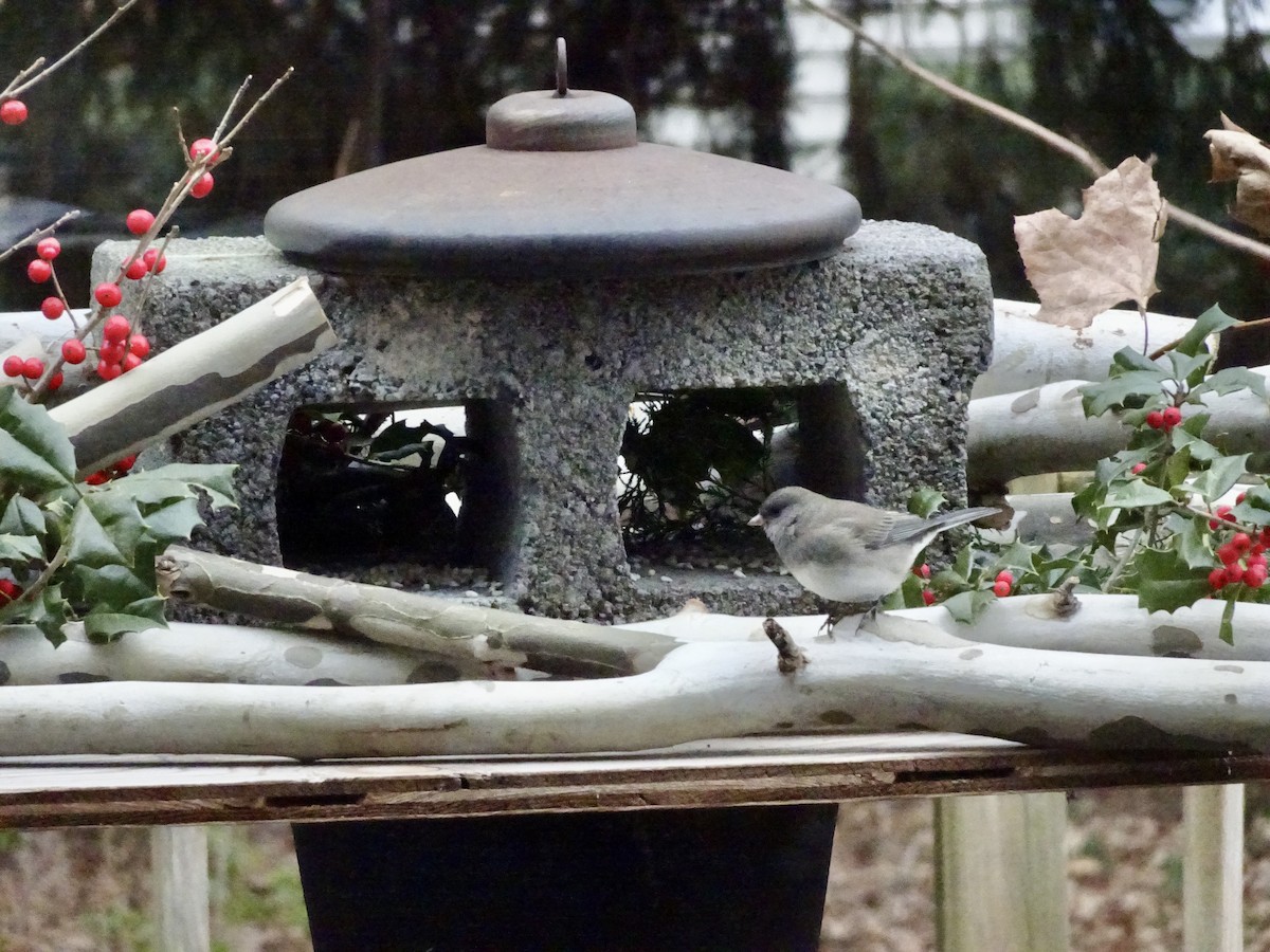 Dark-eyed Junco - ML646402059