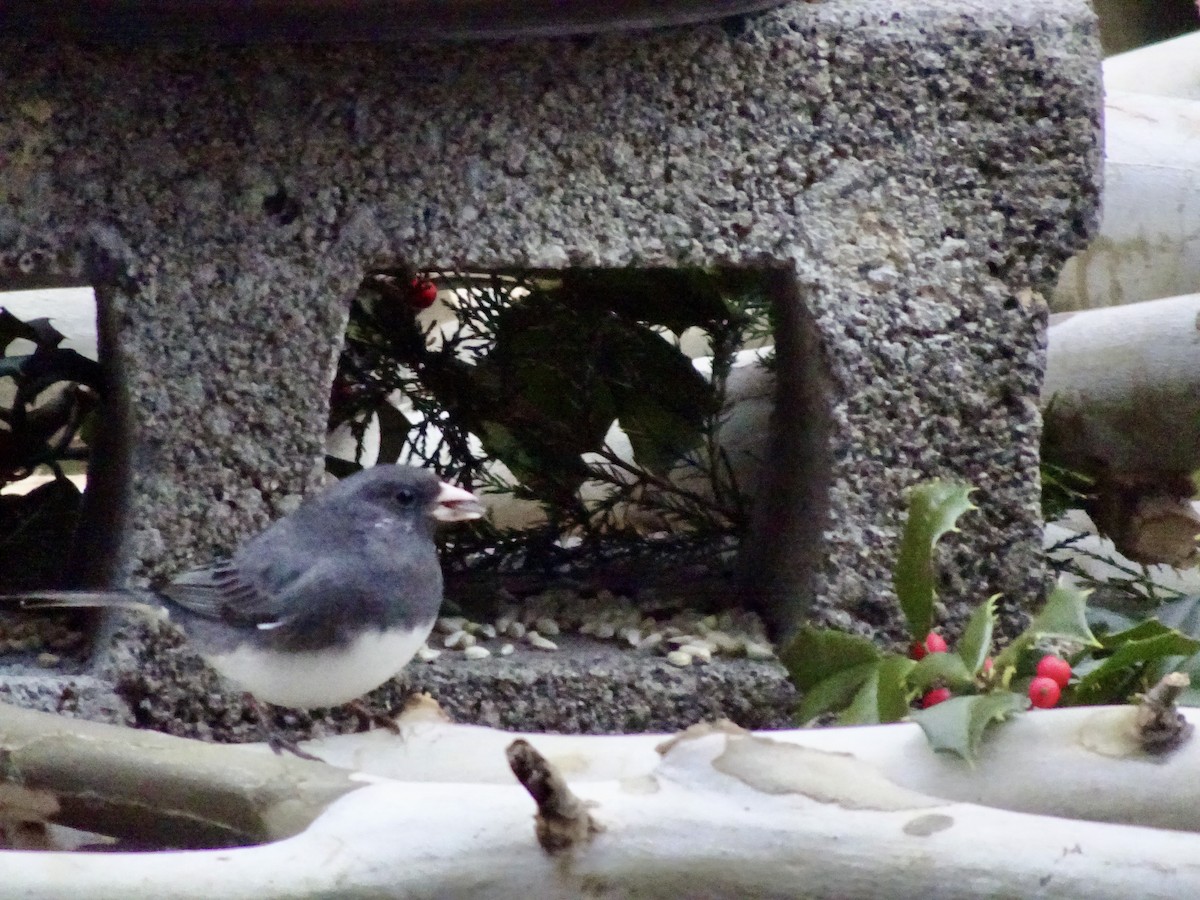 Dark-eyed Junco - ML646402060