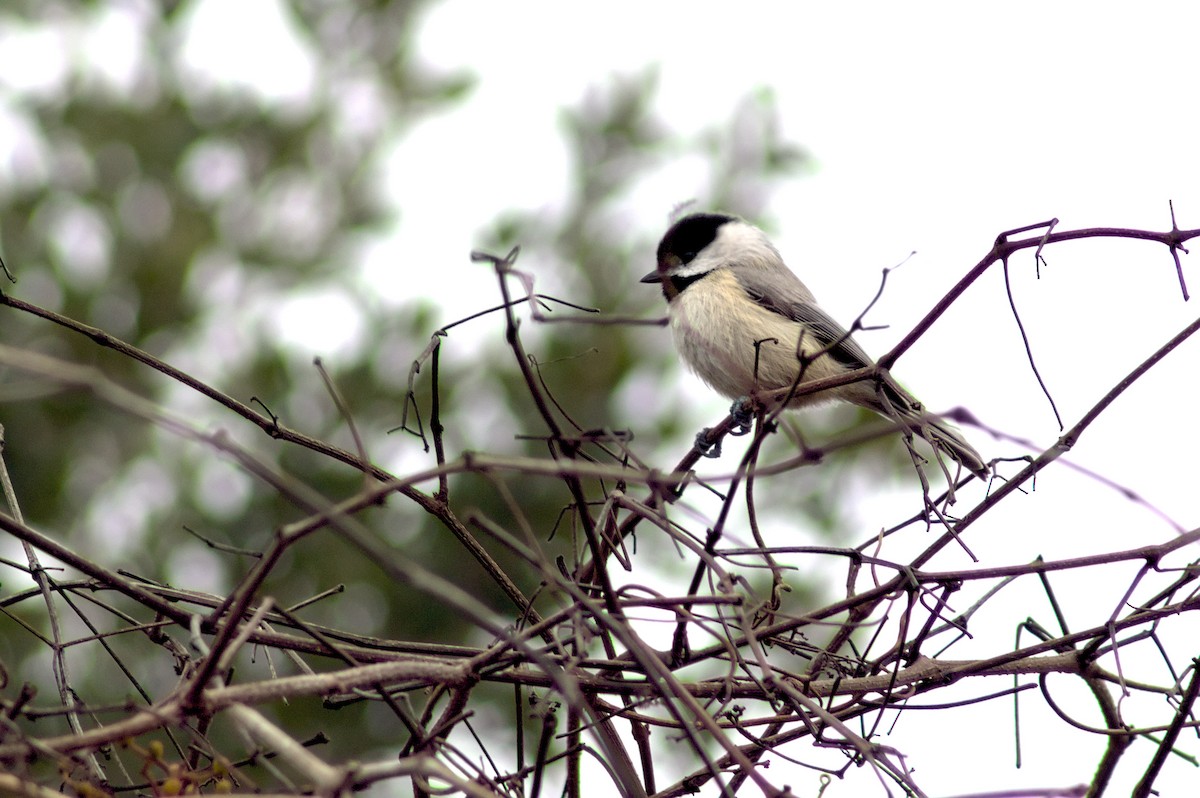 Carolina Chickadee - ML646402061