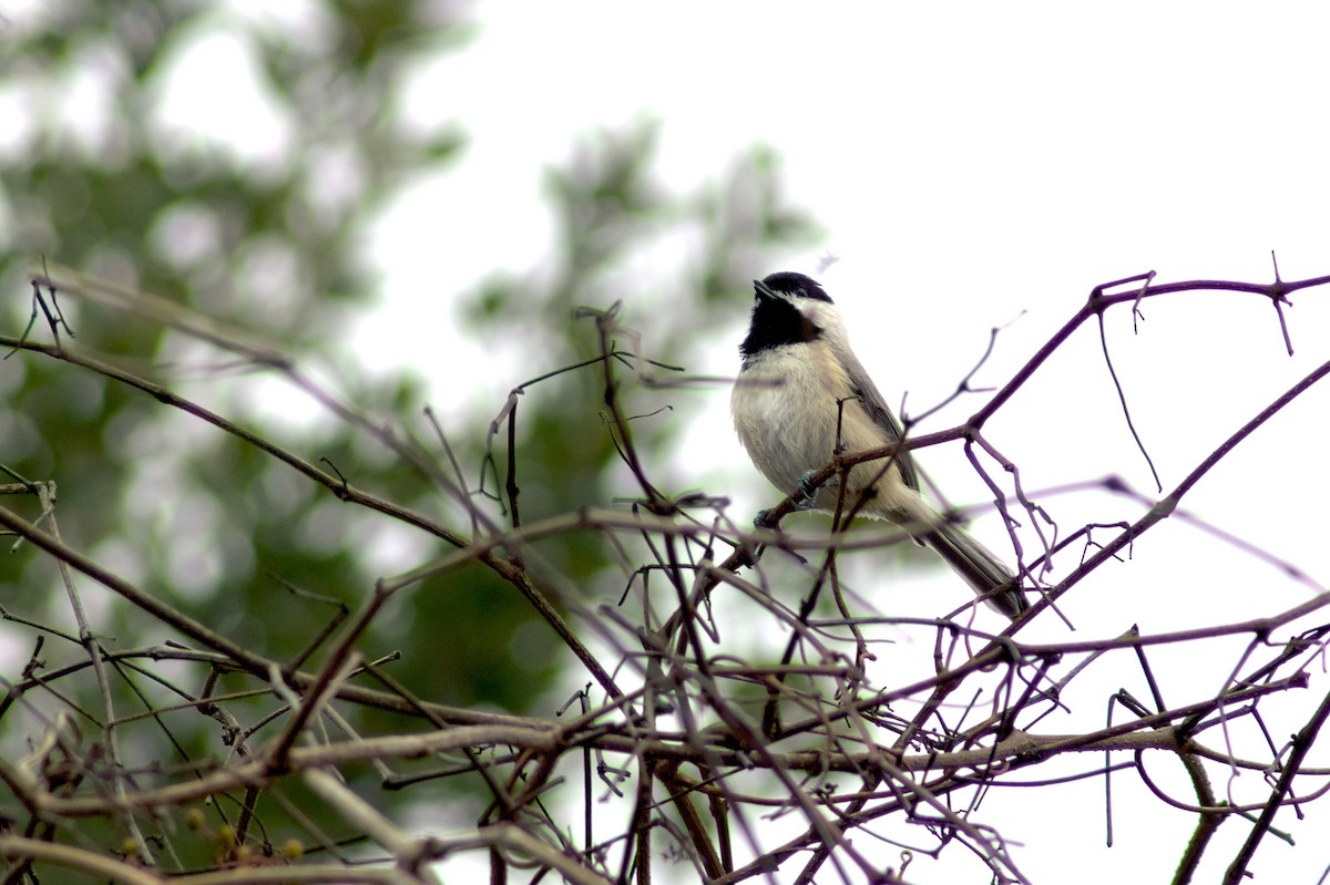 Carolina Chickadee - ML646402062
