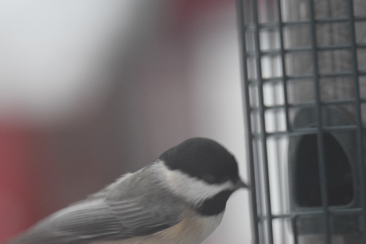 Carolina Chickadee - ML646402063