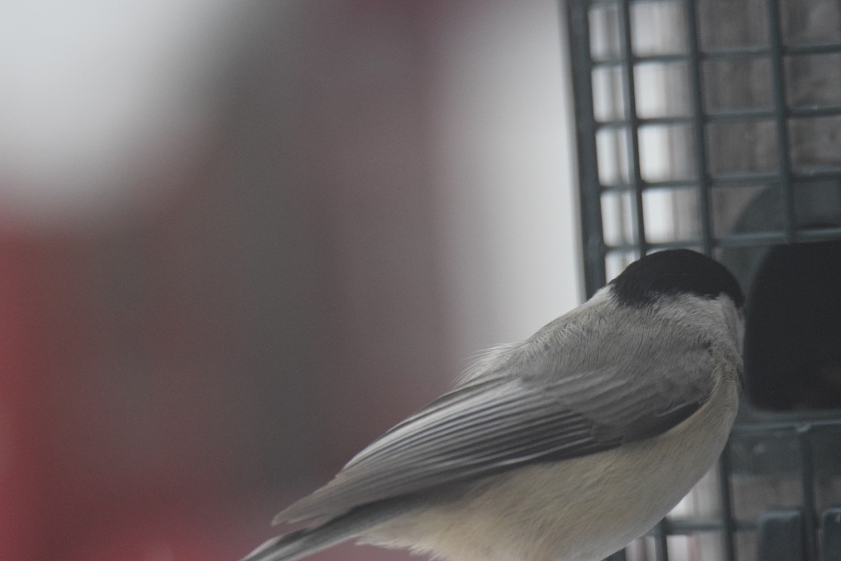 Carolina Chickadee - ML646402064