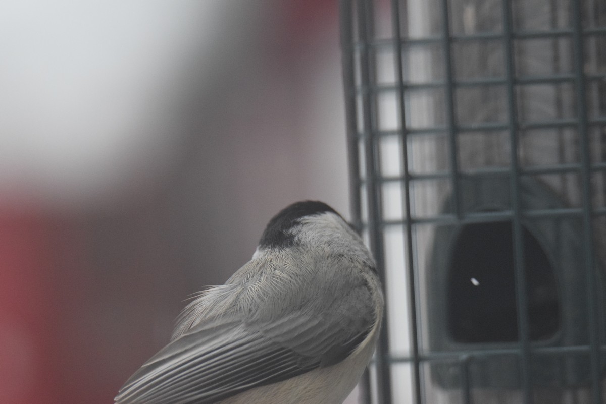 Carolina Chickadee - ML646402065