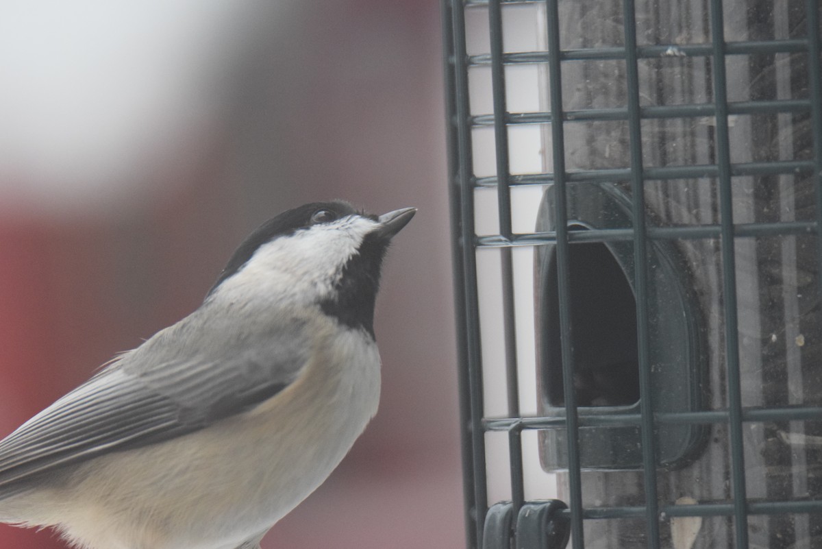 Carolina Chickadee - ML646402066
