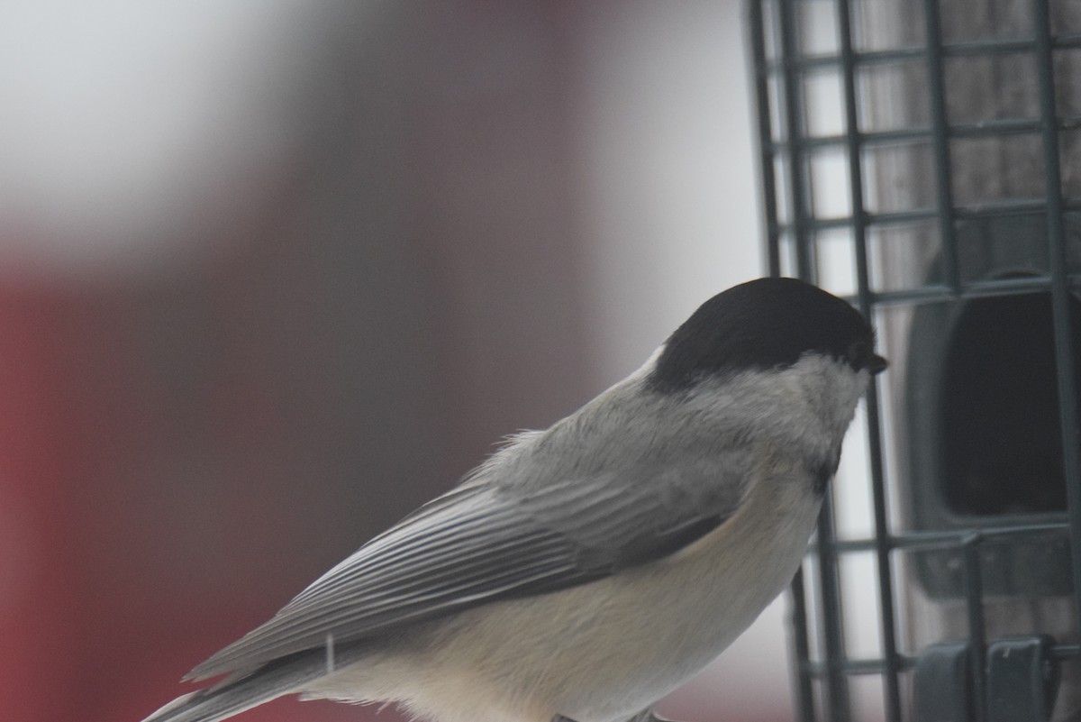 Carolina Chickadee - ML646402067