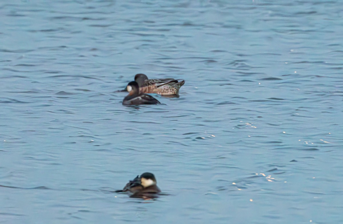 Gobbo della Giamaica - ML646402068