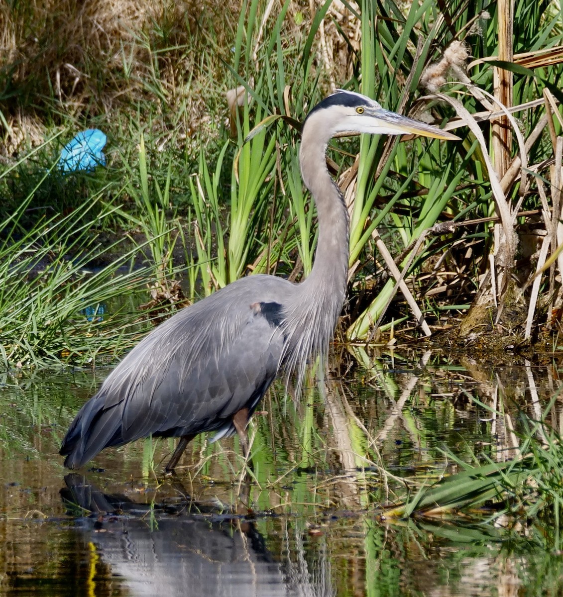 Great Blue Heron - ML646402070