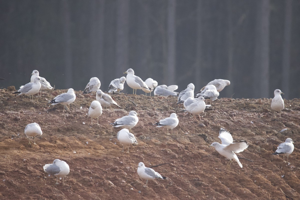 Möwe, unbestimmt - ML646402072