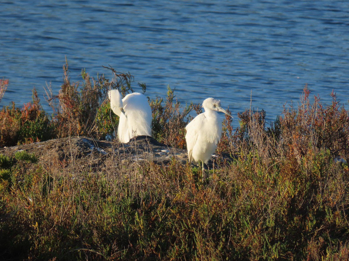 Little Blue Heron - ML646402073