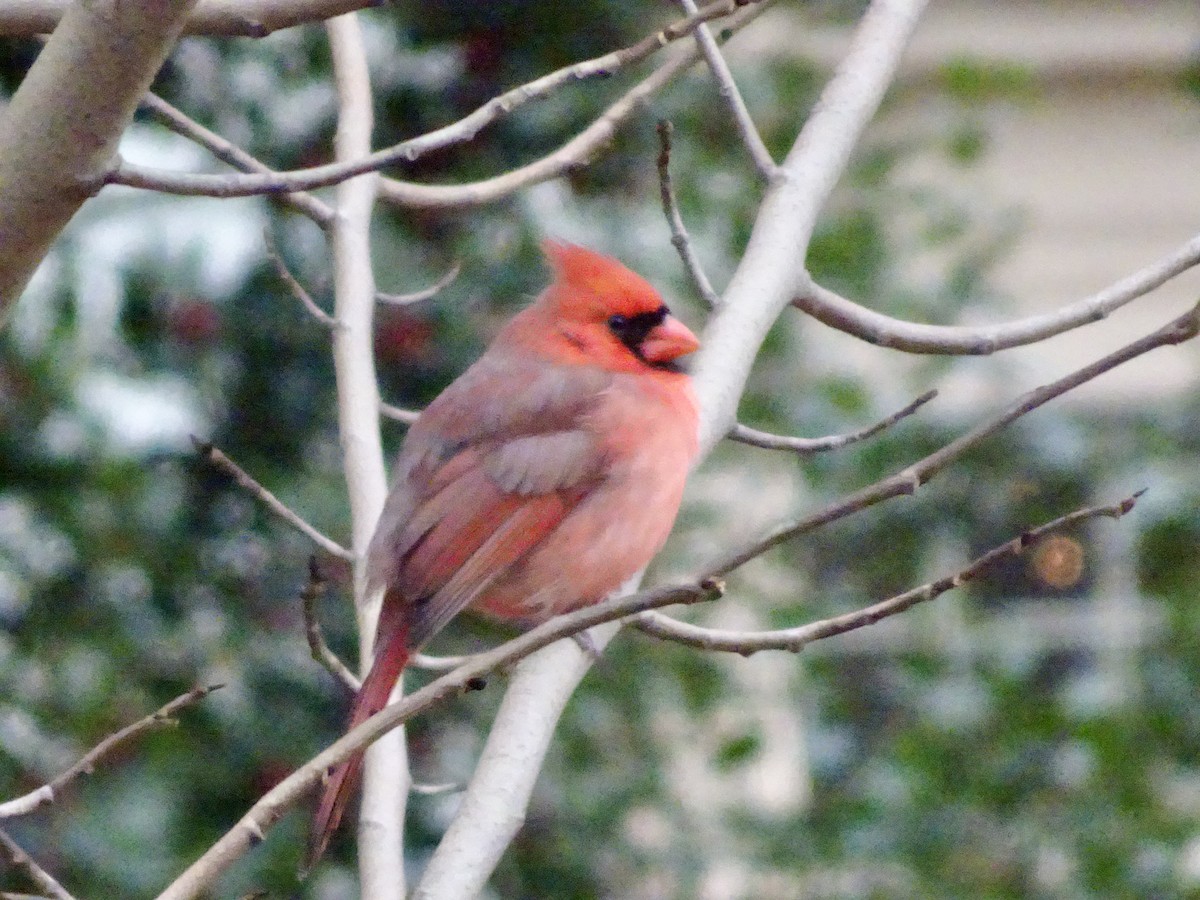 Northern Cardinal - ML646402074