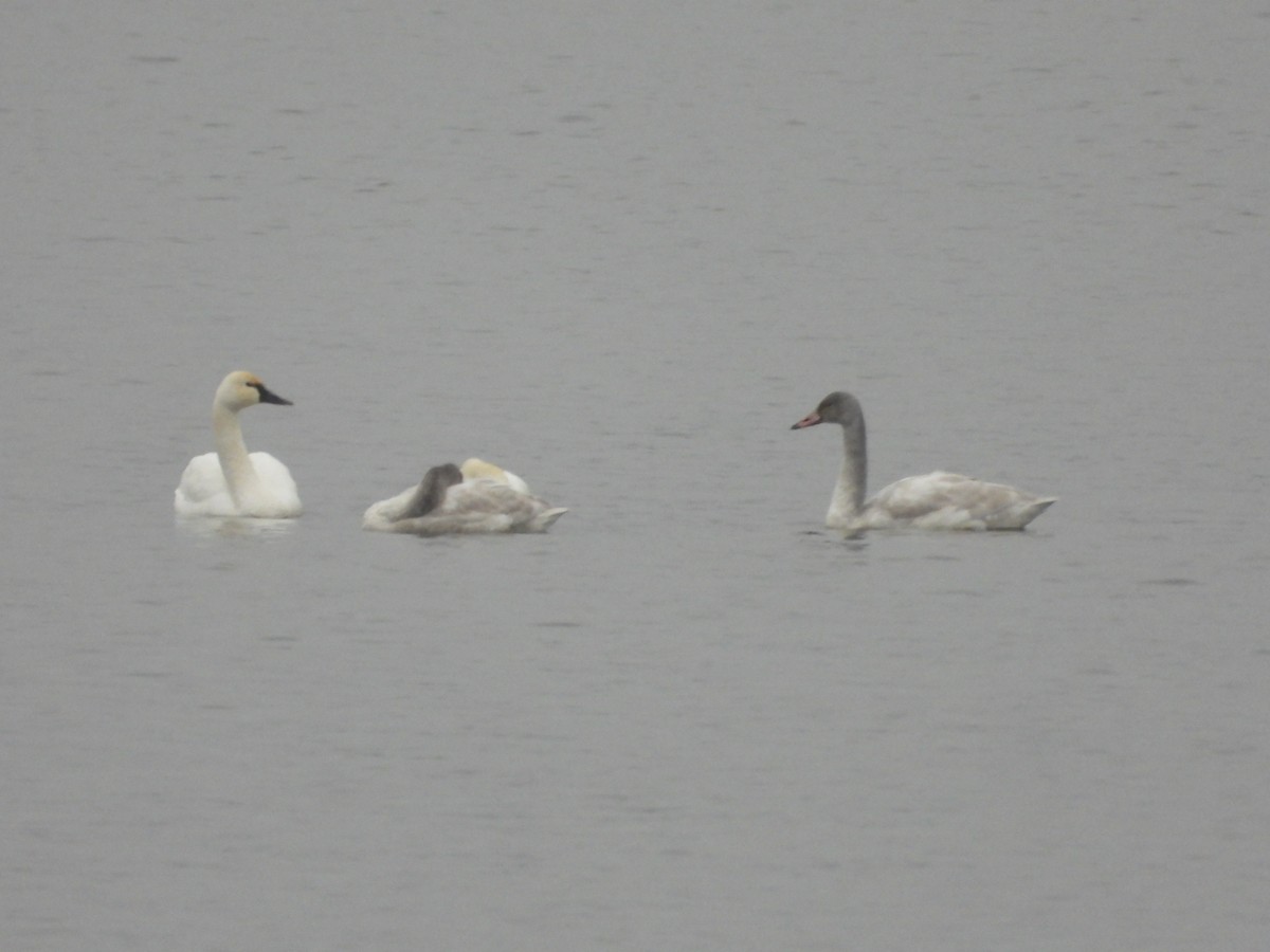 コハクチョウ - ML646402076