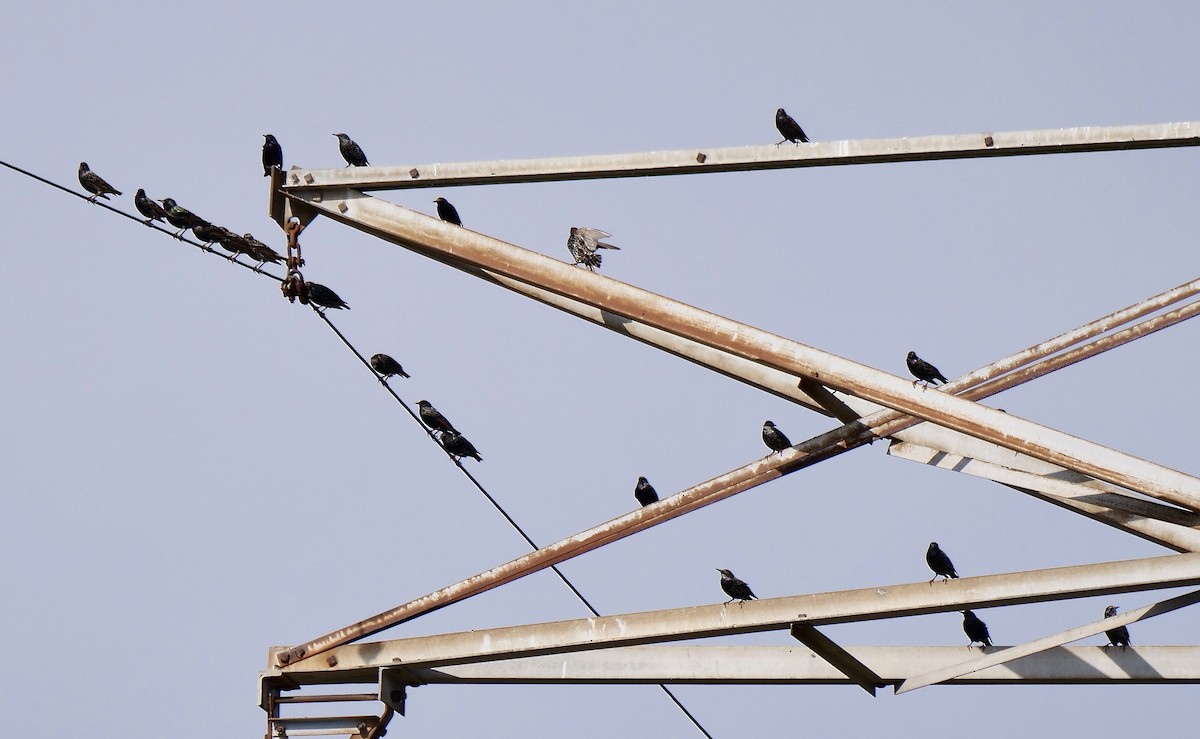 Хар тодол - ML646402077