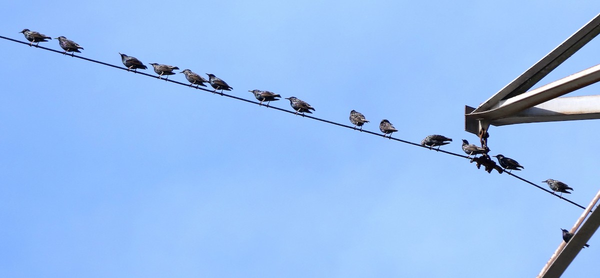 Хар тодол - ML646402078