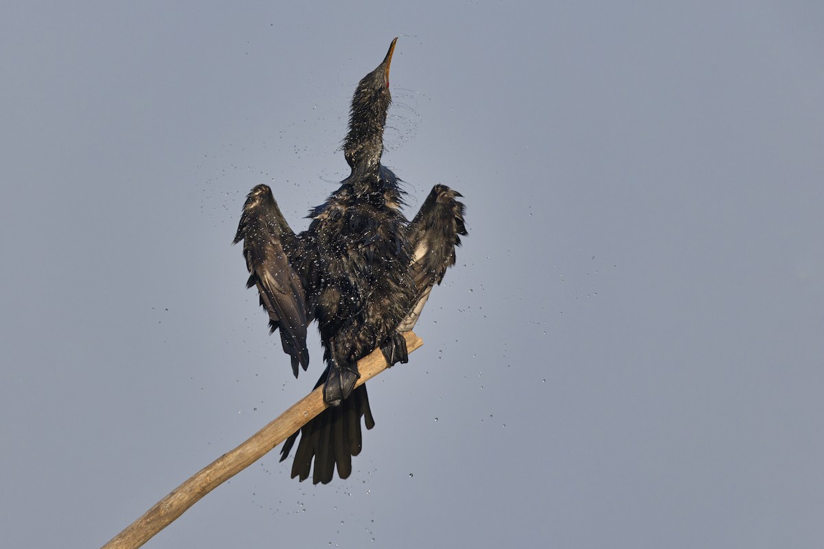 Reed Cormorant - ML646402079