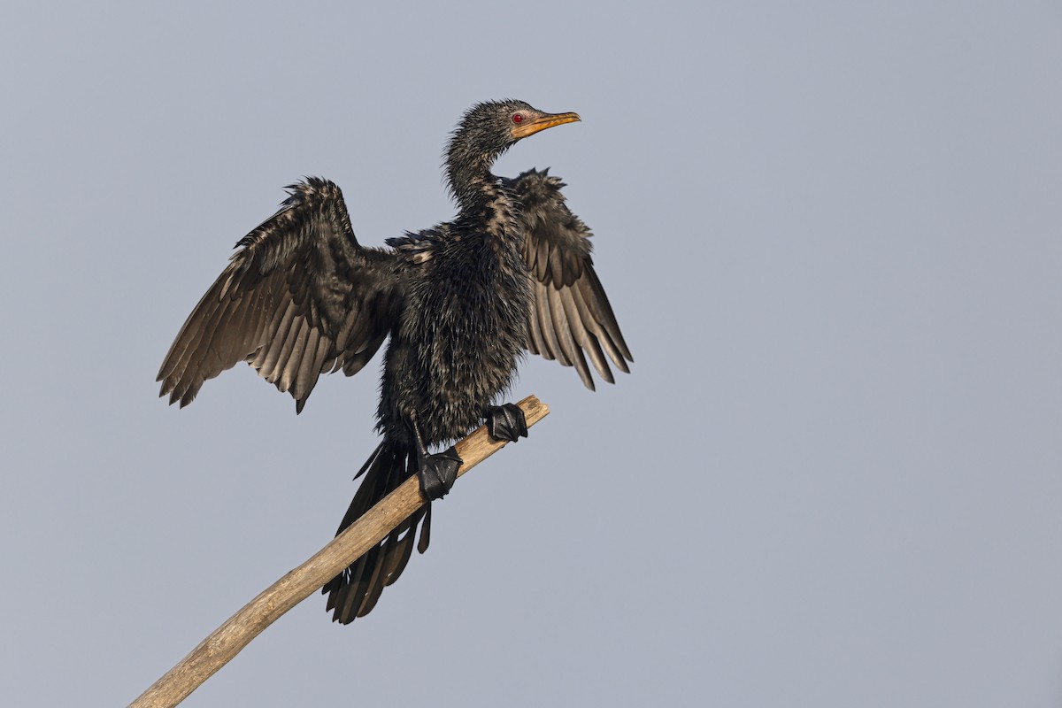 Reed Cormorant - ML646402080