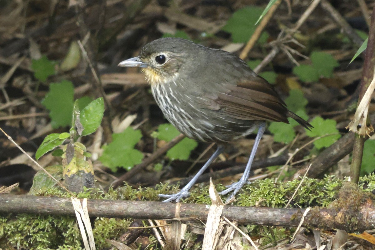 Santa Marta Antpitta - ML646402082