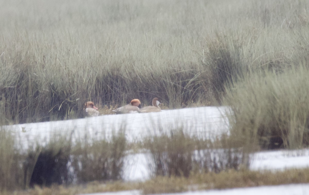 Red-crested Pochard - ML646402085