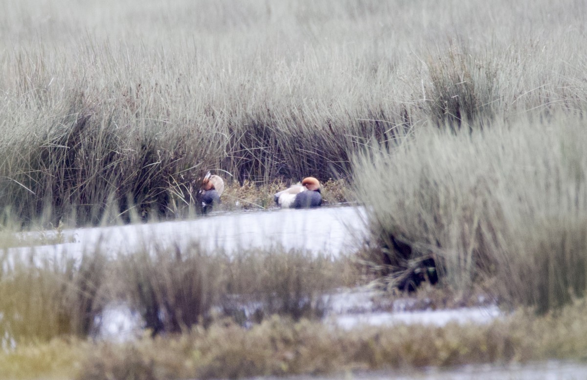 Red-crested Pochard - ML646402086