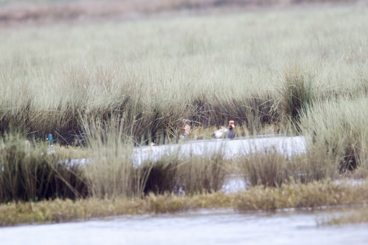 Red-crested Pochard - ML646402087