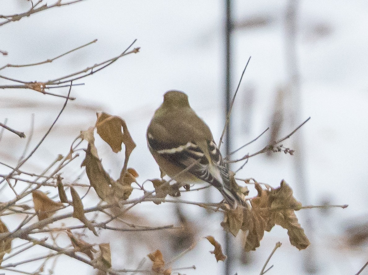 American Goldfinch - ML646402088