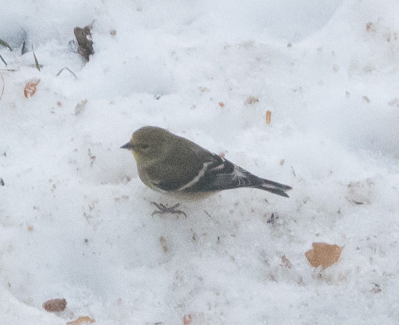 American Goldfinch - ML646402089