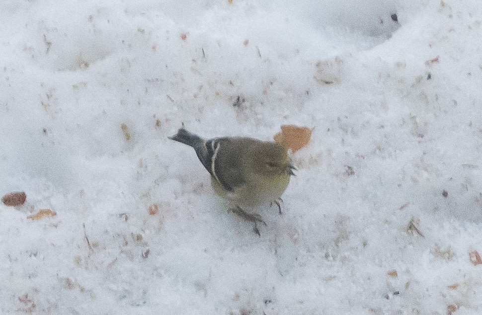 American Goldfinch - ML646402090