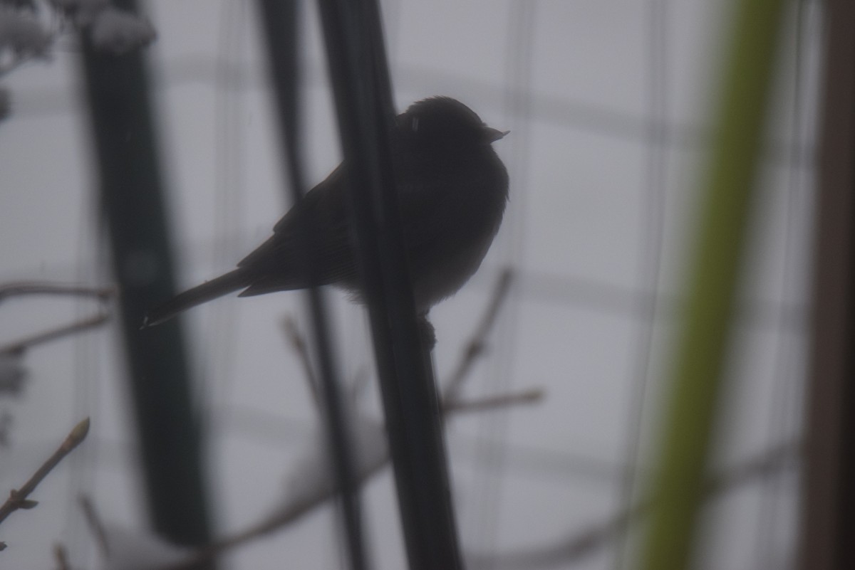 Dark-eyed Junco - ML646402093