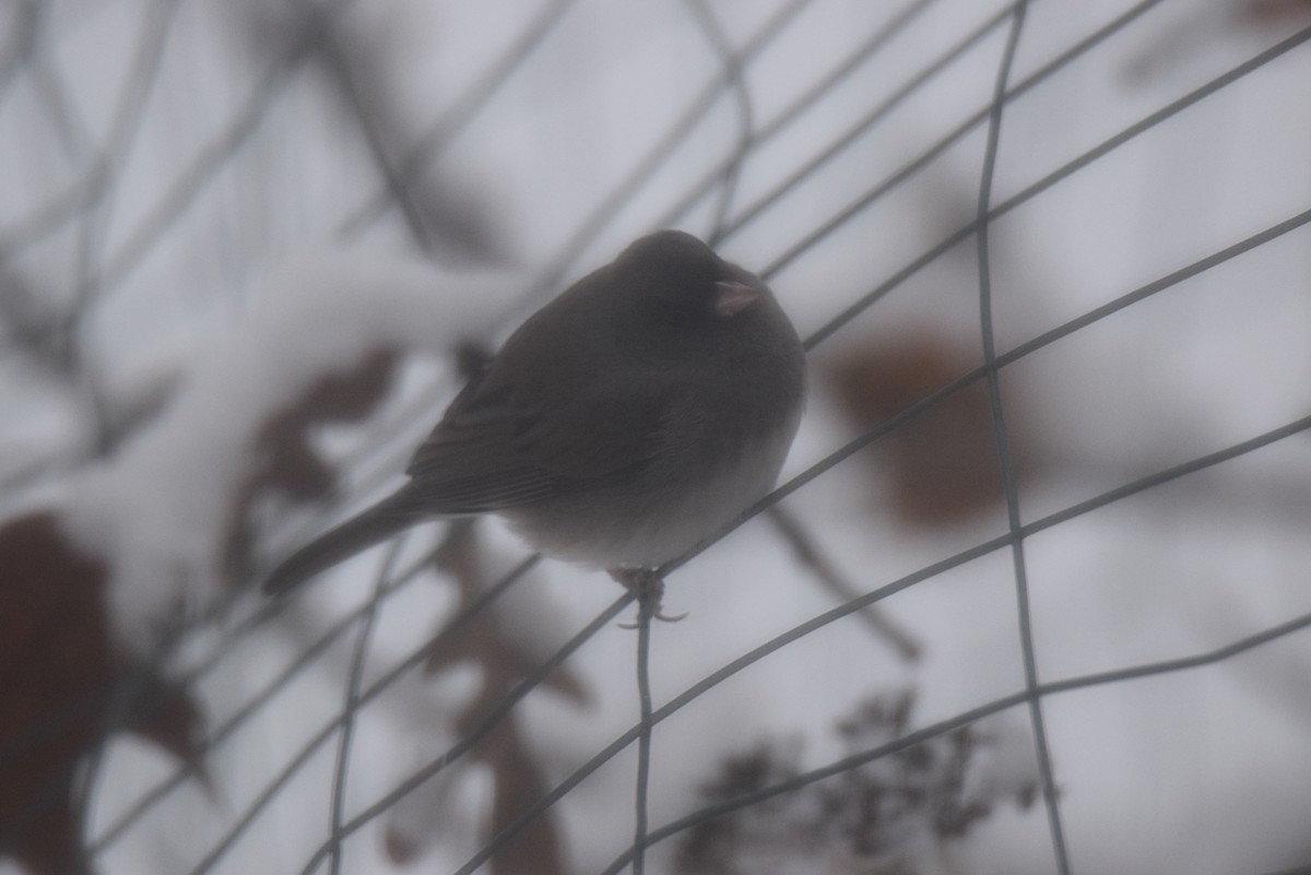 Dark-eyed Junco - ML646402094