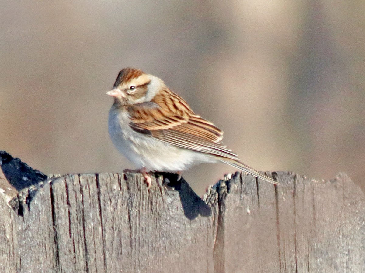 Chipping Sparrow - ML646402095