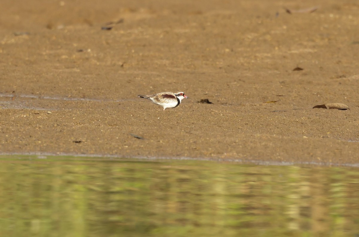 Black-fronted Dotterel - ML646402098