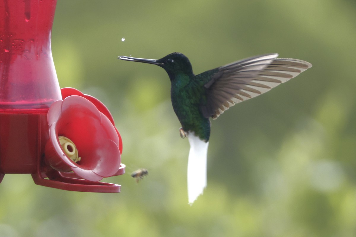 White-tailed Starfrontlet - ML646402100