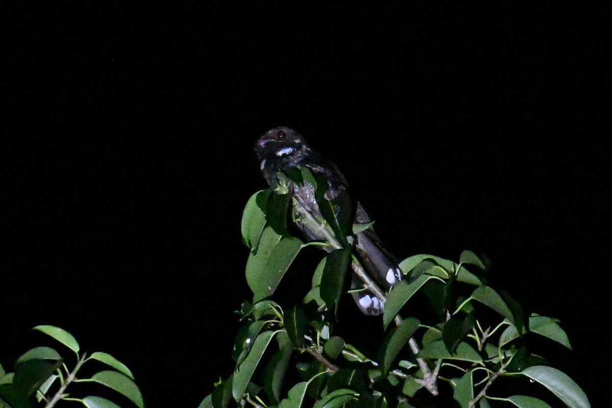 Palau Nightjar - ML646402103