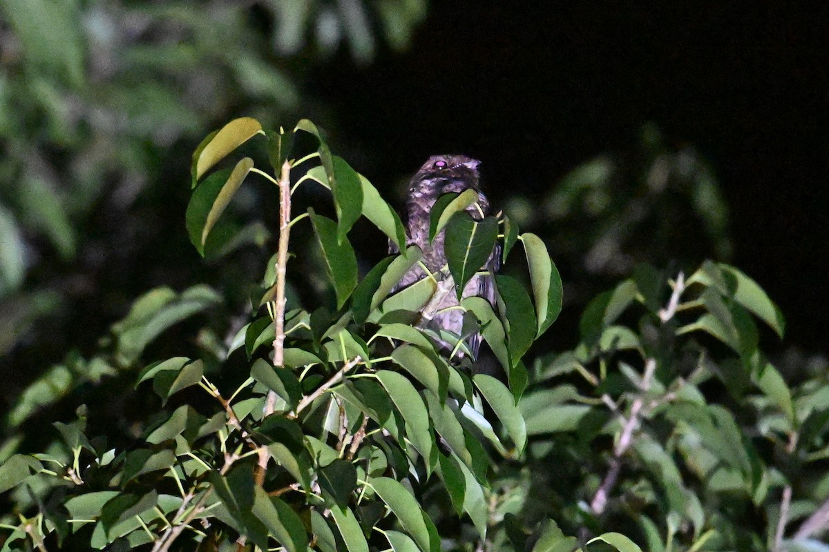 Palau Nightjar - ML646402104