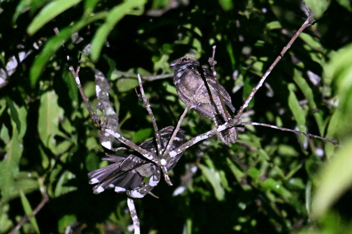 Palau Nightjar - ML646402105