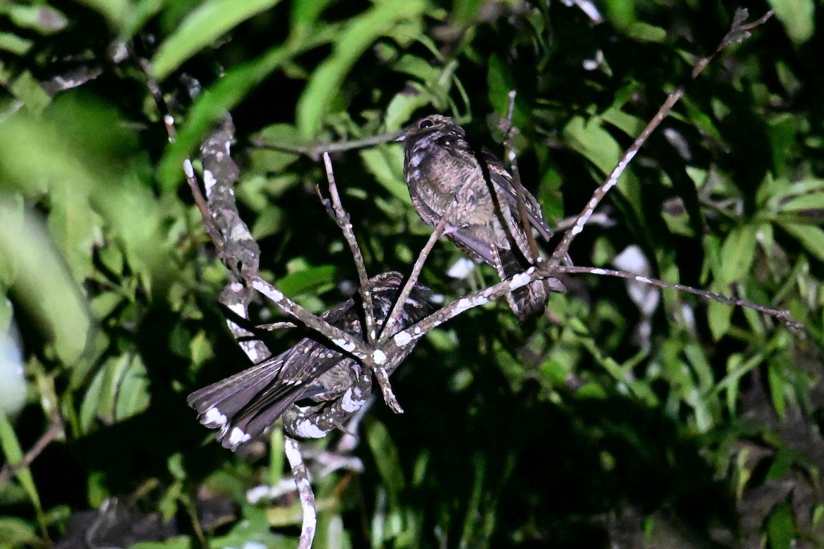 Palau Nightjar - ML646402106