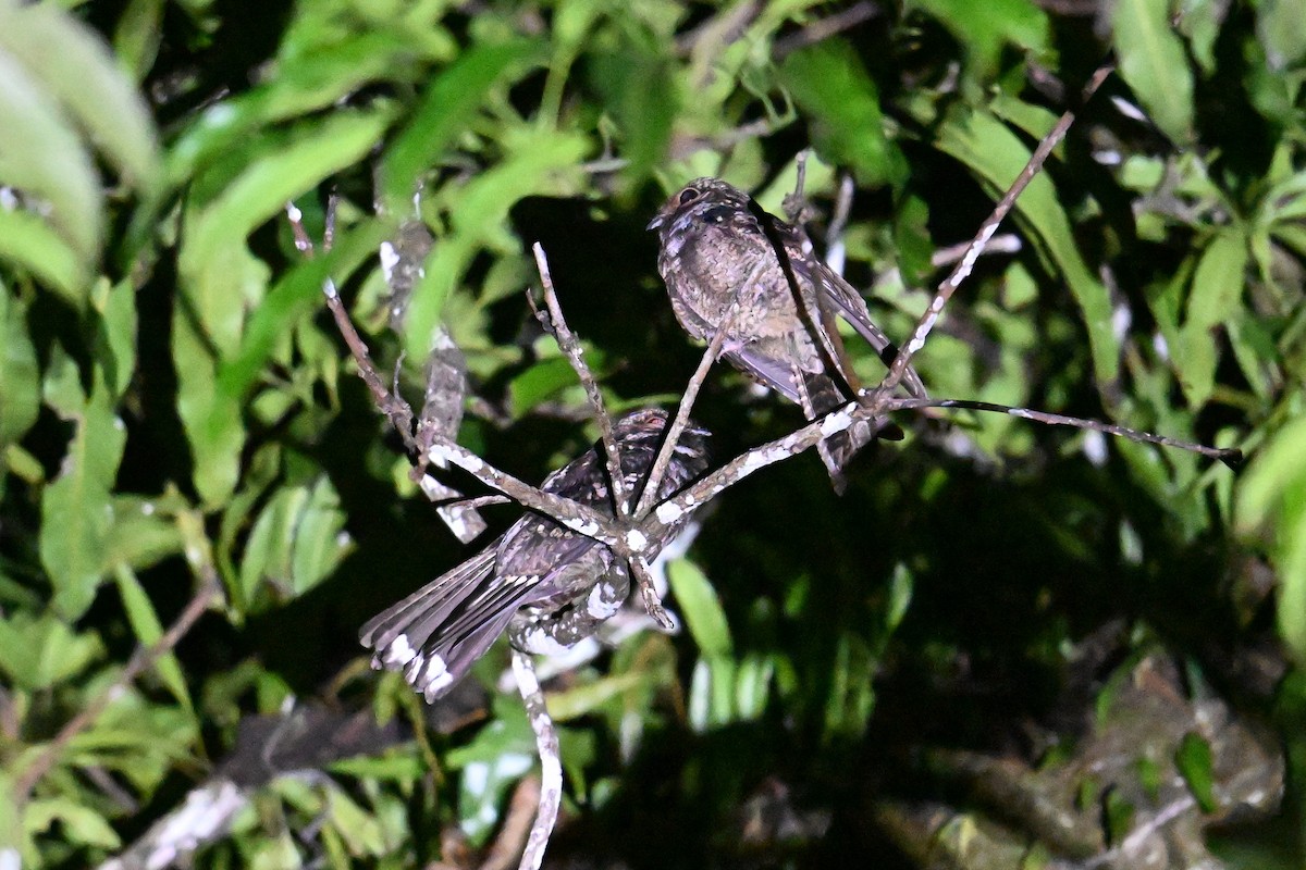 Palau Nightjar - ML646402107