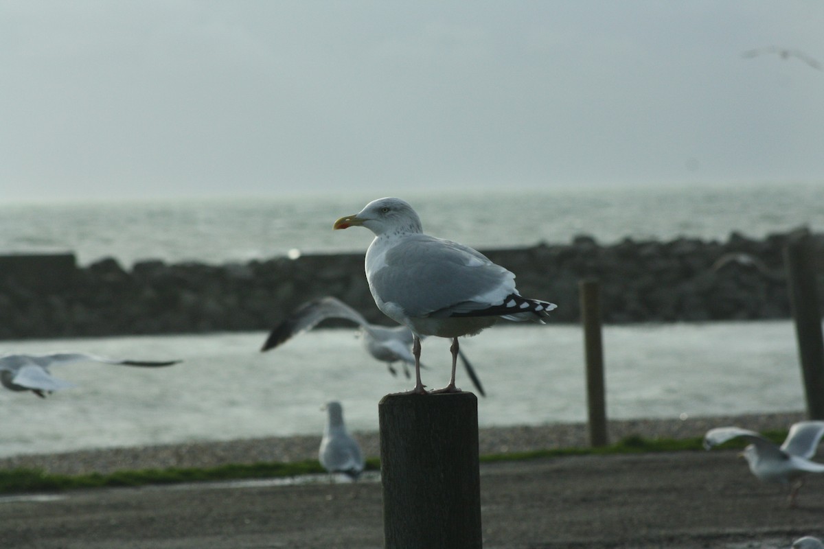 European Herring Gull - ML646402108