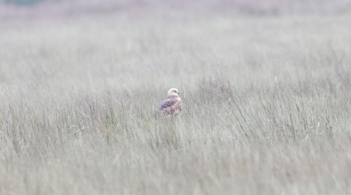 Western Marsh Harrier - ML646402109