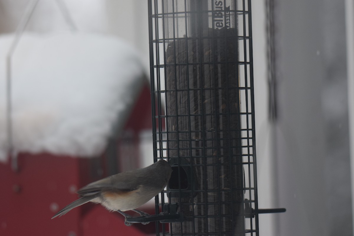Tufted Titmouse - ML646402110