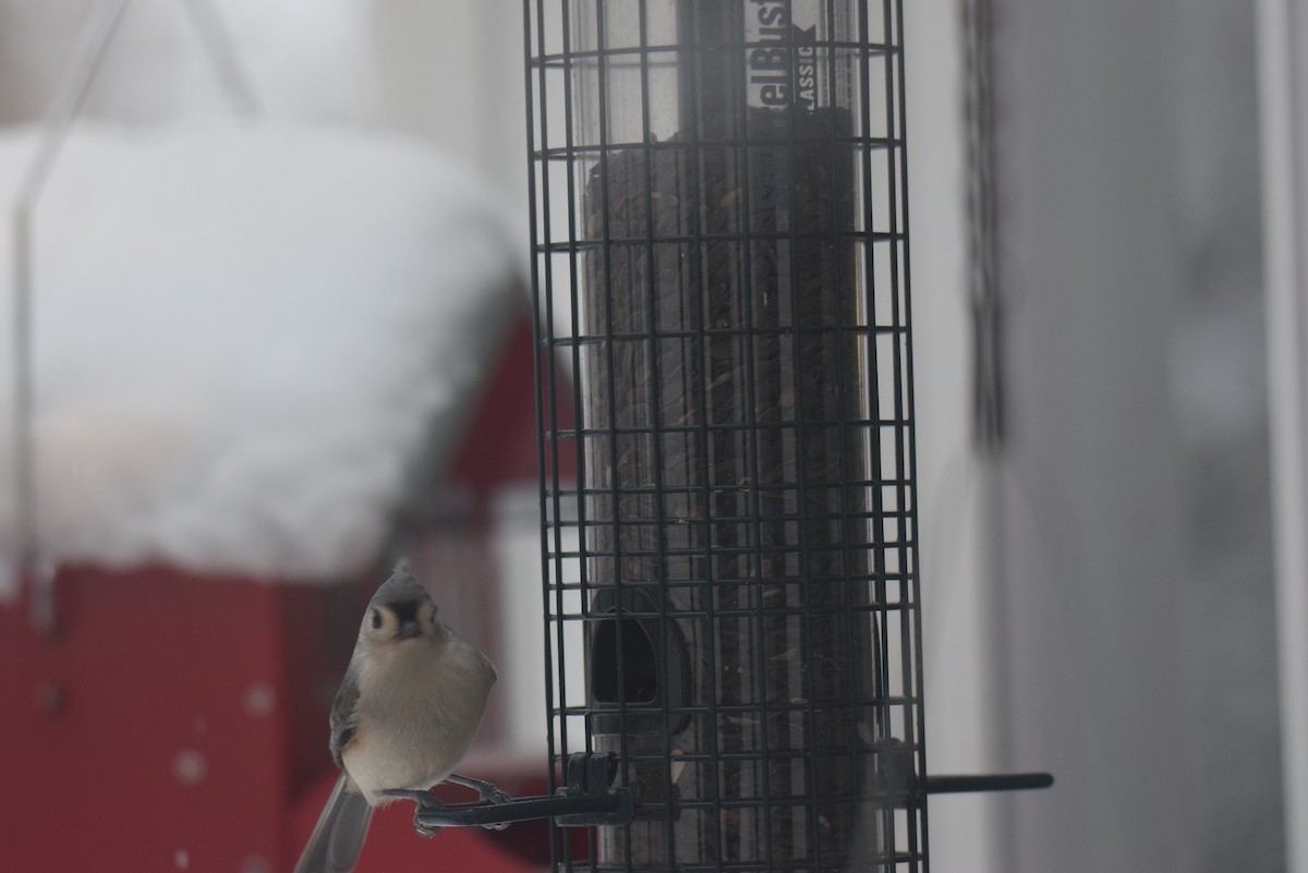 Tufted Titmouse - ML646402111