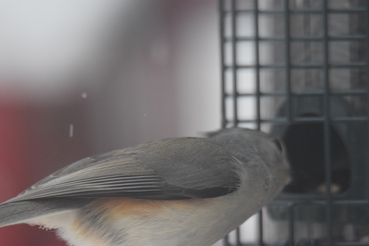 Tufted Titmouse - ML646402112