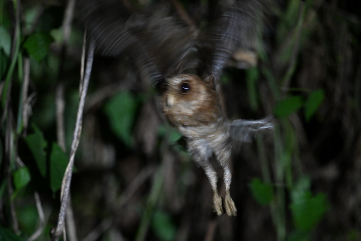 Palau Scops-Owl - ML646402113